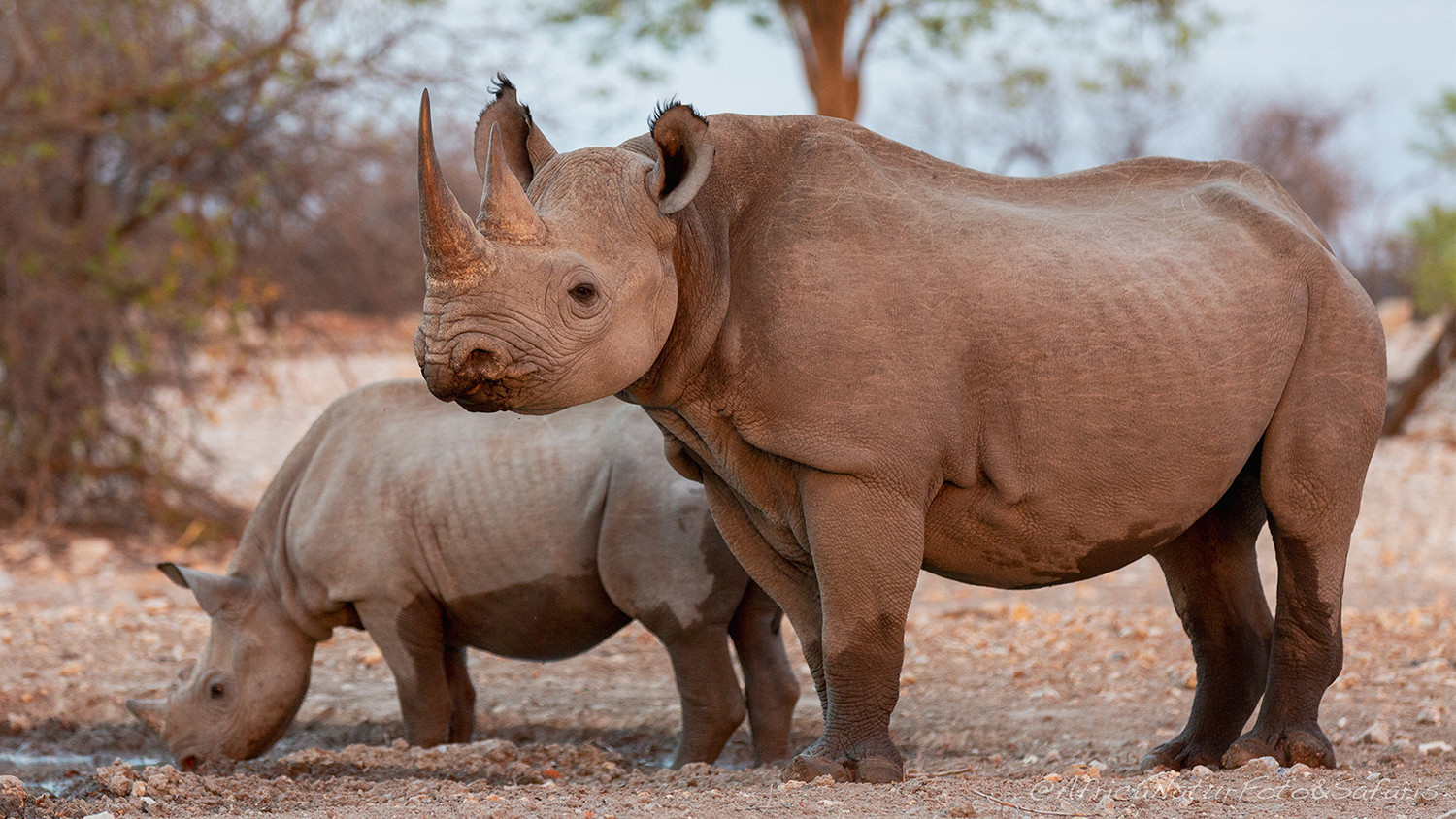 Rinoceronti 4 1