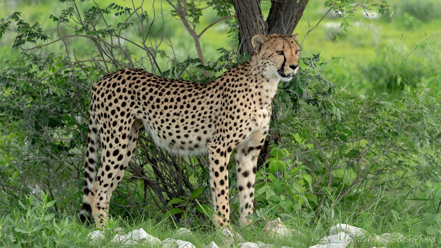 Ghepardo Etosha