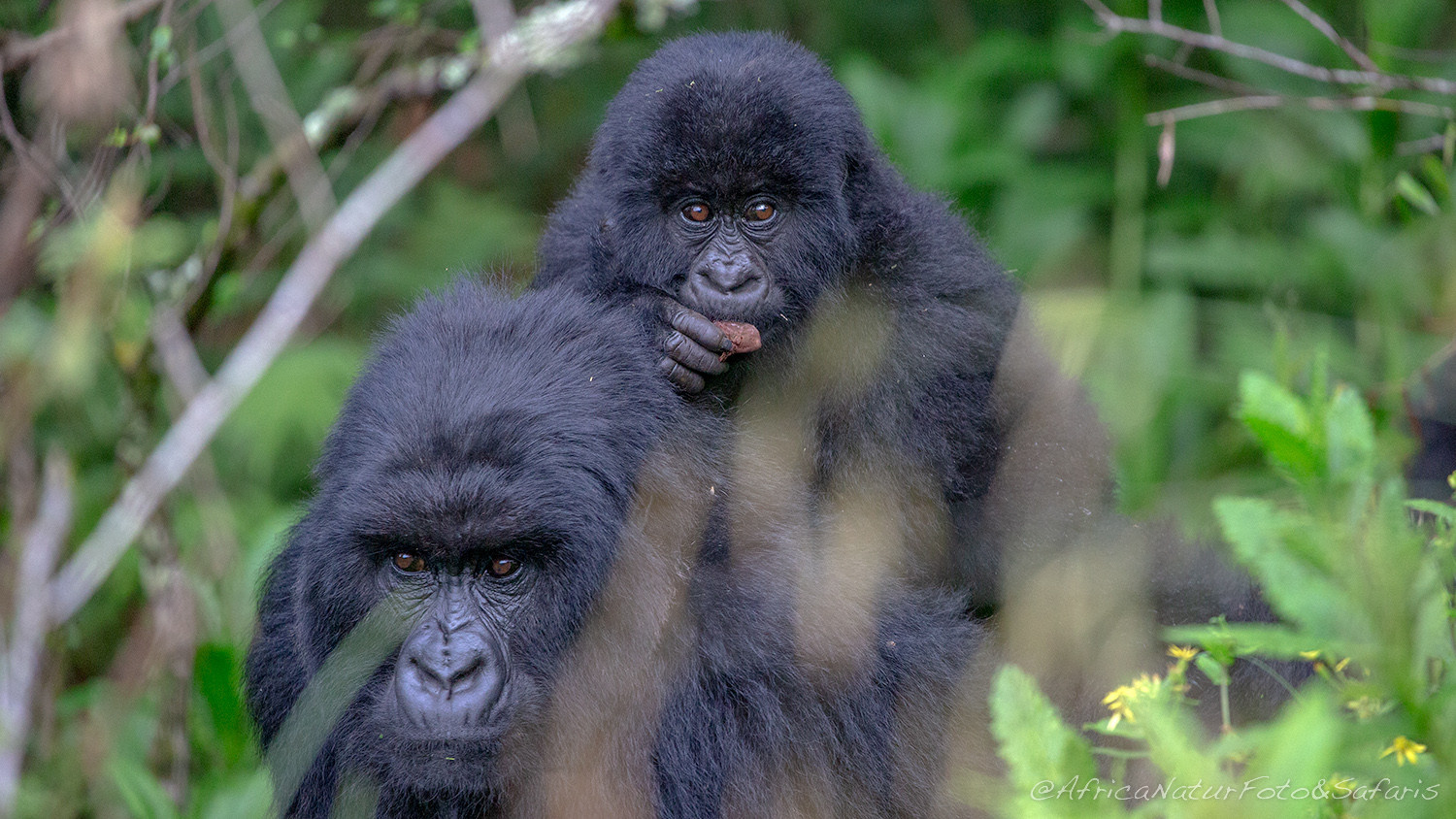Gorillas Rwanda