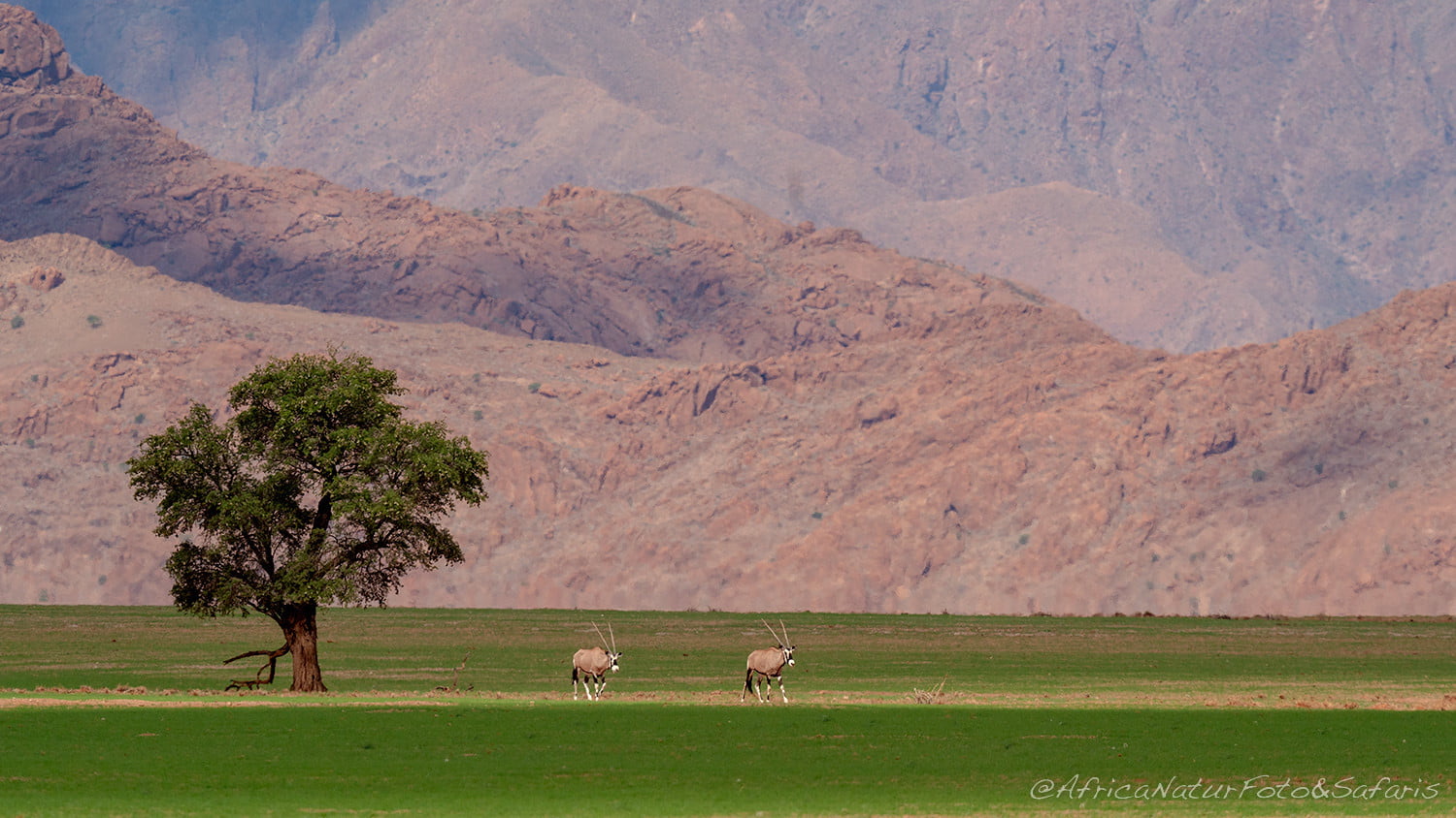 Oryx Namib